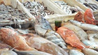 غلاء الأسماك بالحسيمة