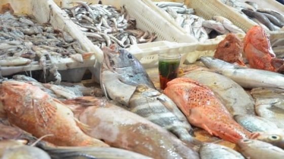 غلاء الأسماك بالحسيمة