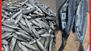 تجاويف السمك تسقط شاحنة دولية.. إحباط تهريب حوالي 4 أطنان من الممنوعات بميناء طنجة المتوسط