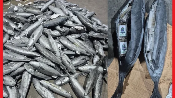 تجاويف السمك تسقط شاحنة دولية.. إحباط تهريب حوالي 4 أطنان من الممنوعات بميناء طنجة المتوسط