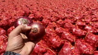 البصل بـ 16 درهما.. من يستنزف جيوب المواطنين ويصادر عرق الفلاحين؟