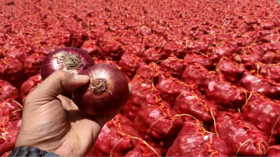 البصل بـ 16 درهما.. من يستنزف جيوب المواطنين ويصادر عرق الفلاحين؟