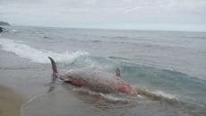 الحسيمة: البحر يلفظ جثة حوت نادر على أحد الشواطئ