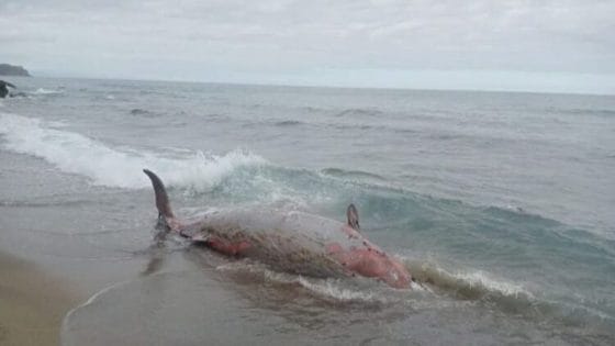 الحسيمة: البحر يلفظ جثة حوت نادر على أحد الشواطئ