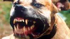 هجوم كلاب طنجة: تفاصيل وفاة شاب عشريني داخل منزل بحي إسبانيول