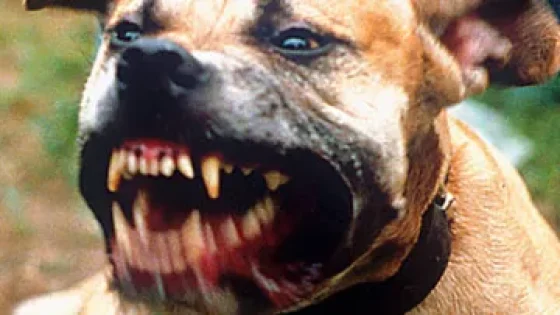 هجوم كلاب طنجة: تفاصيل وفاة شاب عشريني داخل منزل بحي إسبانيول