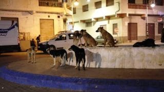 مجلس النواب يصادق بالأغلبية على مشروع قانون حماية الحيوانات الضالة