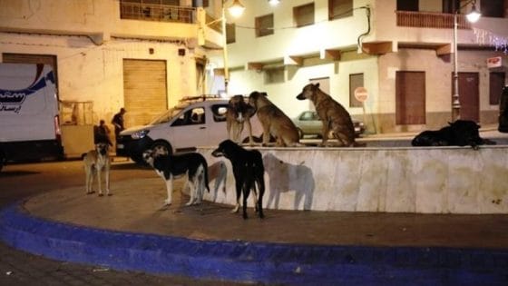 مجلس النواب يصادق بالأغلبية على مشروع قانون حماية الحيوانات الضالة